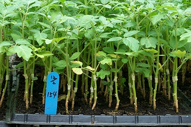 Grafting tomato scion on eggplant root stock can control bacterial and Fusarium wilts 