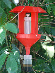A trapping device to control coffee berry borer 