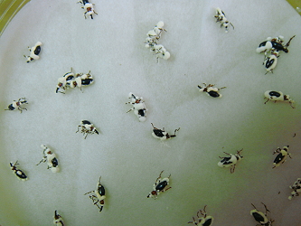Sweet potato weevil infected by entomogenous fungi 