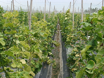 Melon affected by CCYV virus