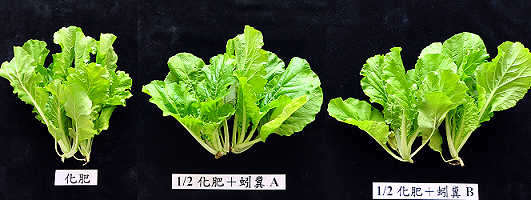 All treatments with vermicompost on chinese cabbages growth are better than that of chemical fertilizer