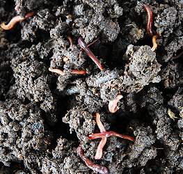 All treatments with vermicompost on chinese cabbages growth are better than that of chemical fertilizer