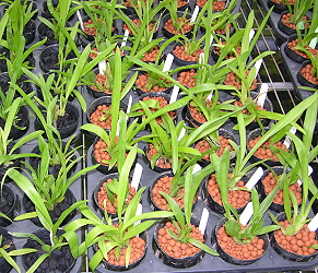 Apply core-shell growth media on Oncidium 