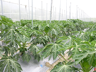 Controlled-release fertilizer for papaya